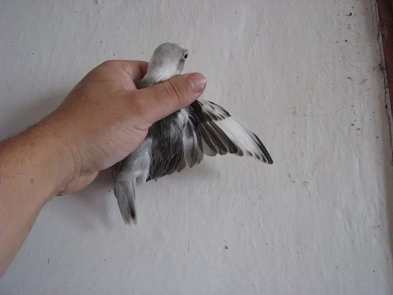 Agapornis škraboškový